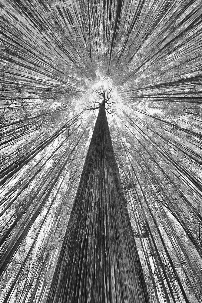 Towering Forest Canopy by Francois Casanova — canvas wall art