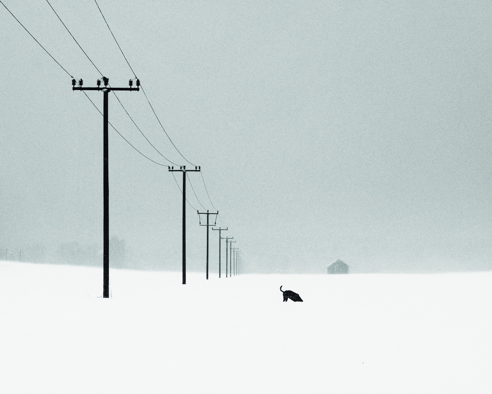 Snowy Power Poles Animal by Alexej Schulz — canvas wall art