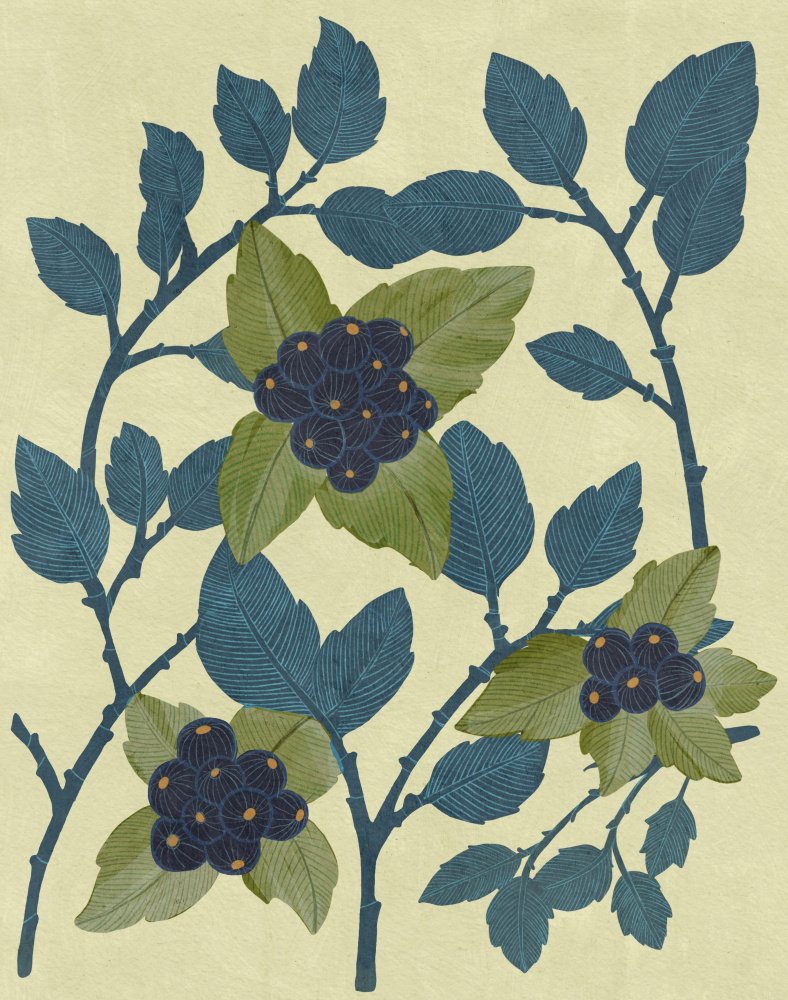 Huckleberries by Katie O'Shea — canvas wall art