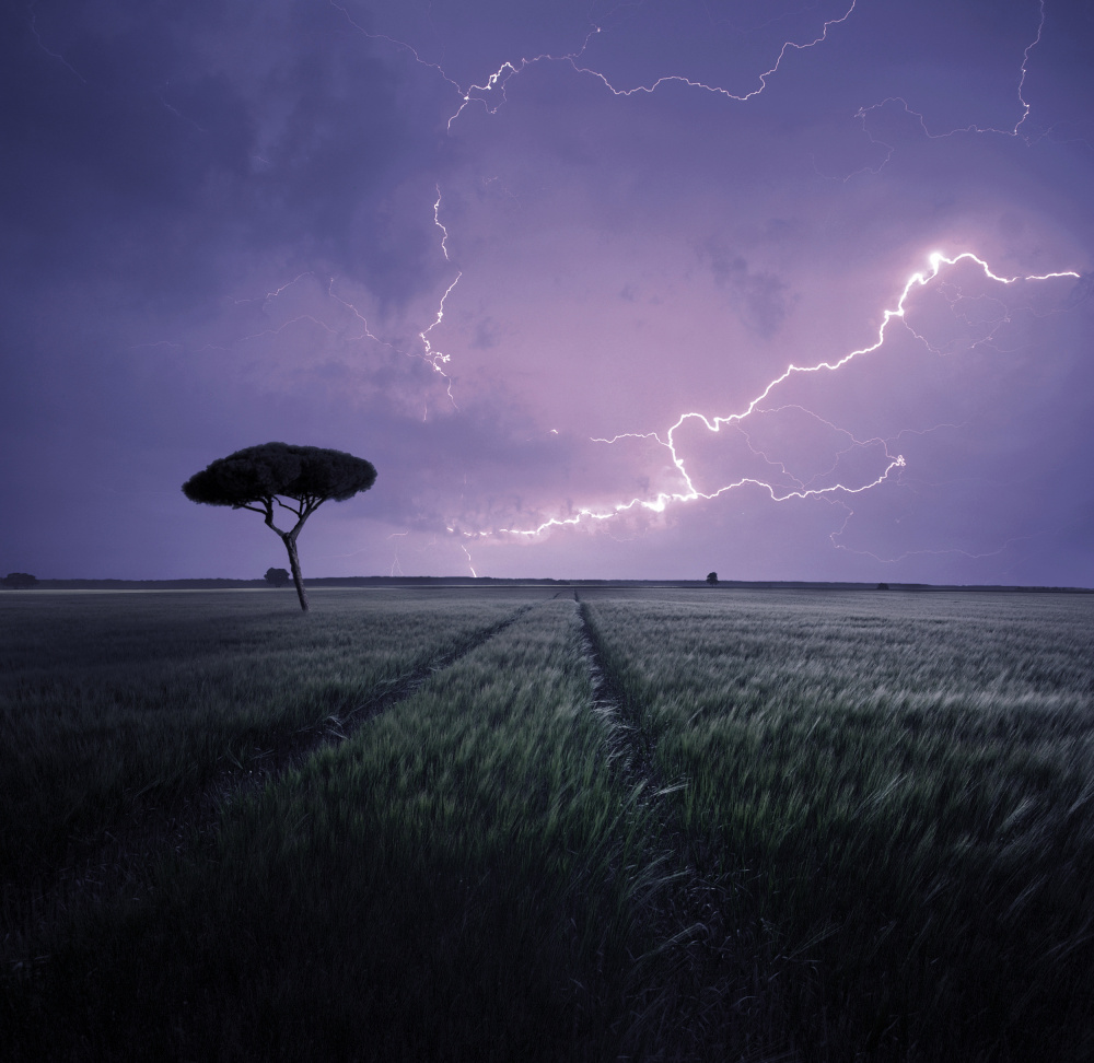 Dramatic Lightning Over Field by Mindaugas Žarys — canvas wall art