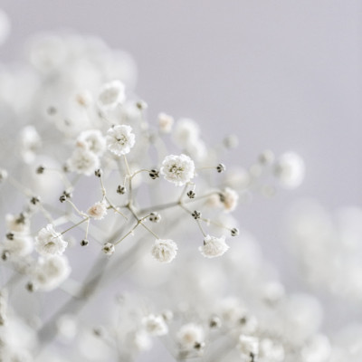 White Breath Flowers