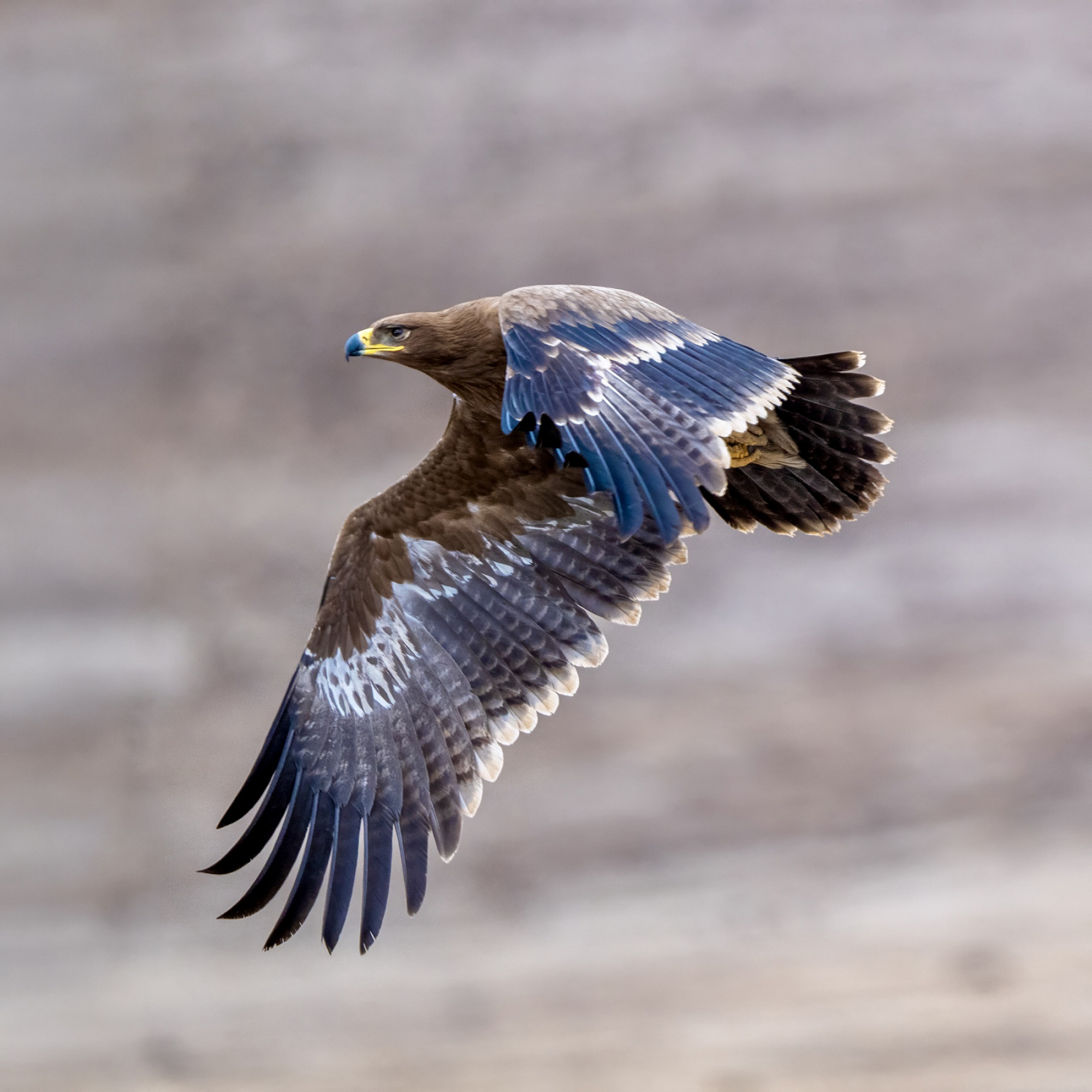 Golden Eagle in Flight by Wendy Feng