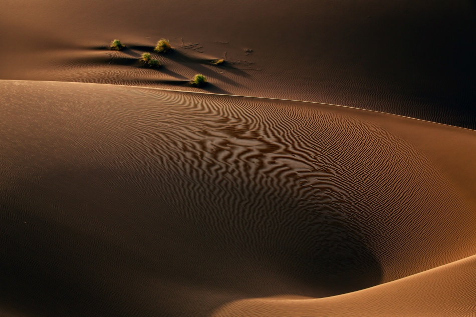 Golden Desert Dunes by Mohammadreza Momeni — canvas wall art