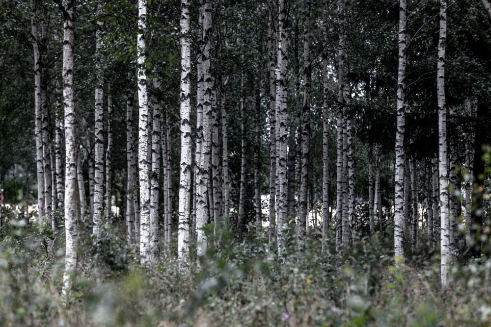 Birch Trees 21 by Mareike Böhmer — canvas wall art