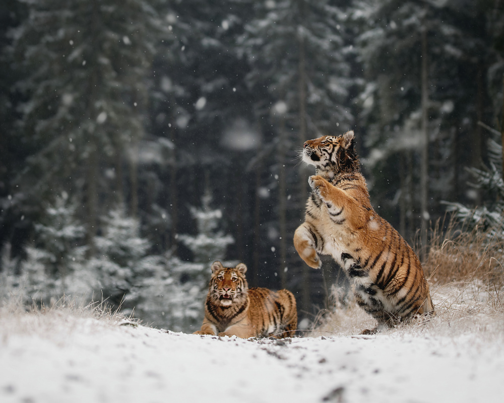 Siberian Winter Tigers by Michaela Firešová — canvas wall art