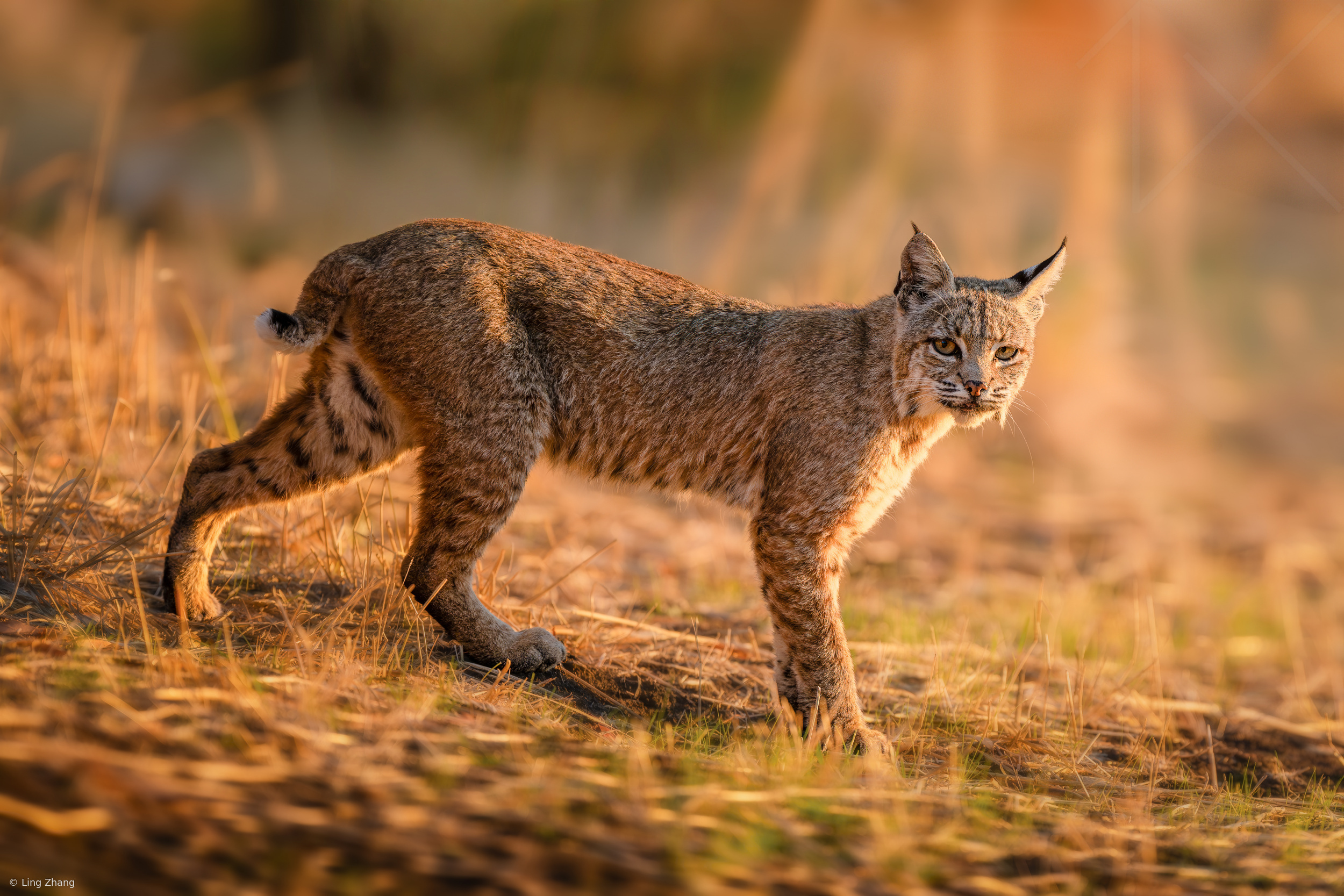 Patrolling in the setting sun
