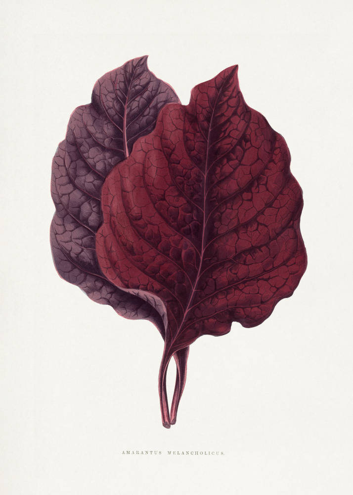 Pink Amarantus Leaf Illustration by Les Plantes a Feuillage Colore — canvas wall art