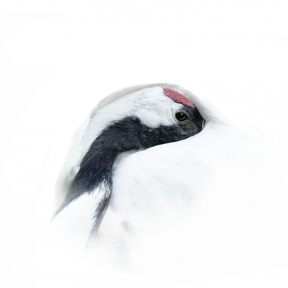 Serene White Crane by Georgios Tsikiridis — canvas wall art