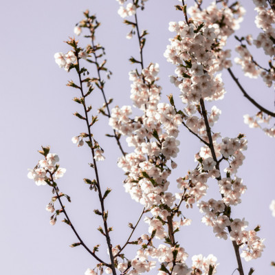 Bright Cherry Blossoms