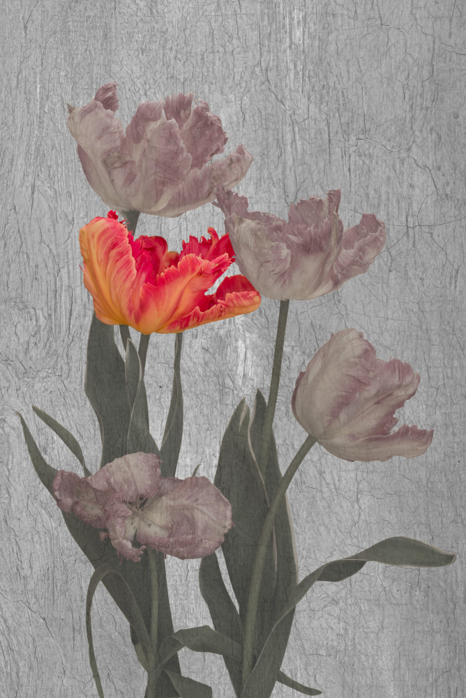 Vibrant Parrot Tulips by Richard Urbanski — canvas wall art