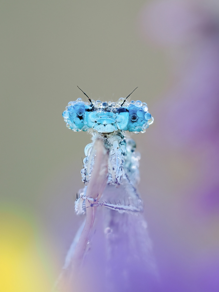 Blue Damselfly Dewdrops by Rostislav Kralik — canvas wall art