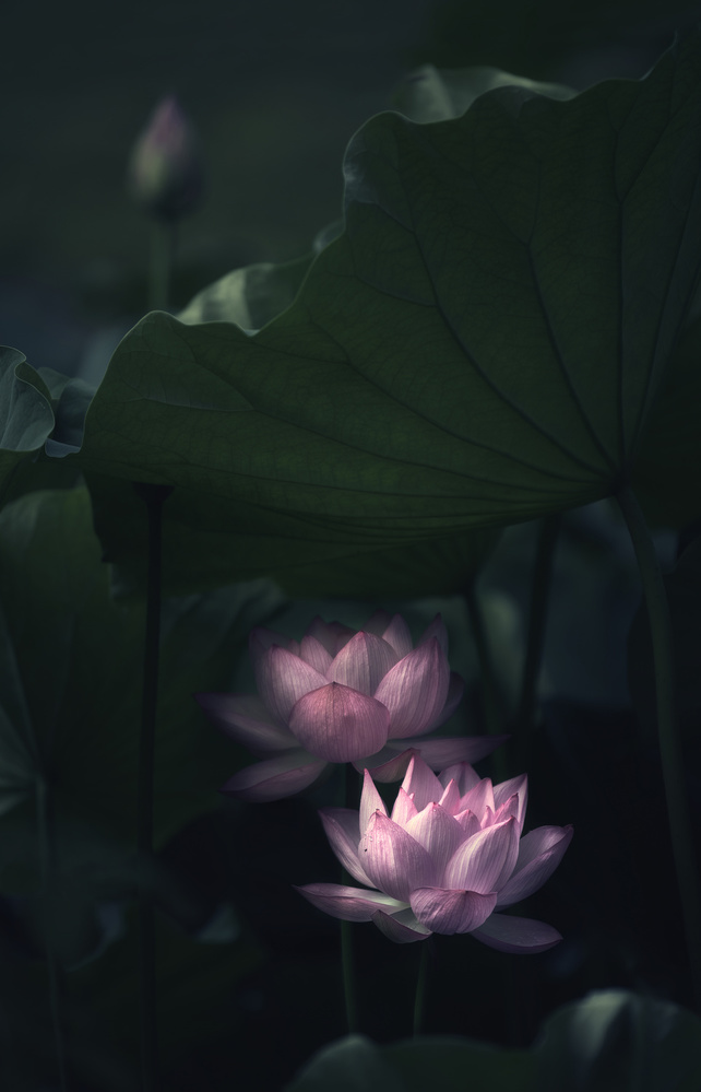 Serene Lotus Blooms by Catherine Wang — canvas wall art