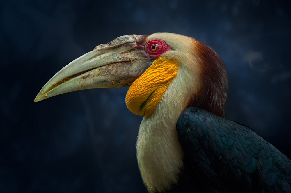 Striking Hornbill Profile by Rudi Gunawan — canvas wall art