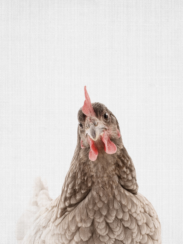 Curious Chicken Portrait by Lila & Lola — canvas wall art