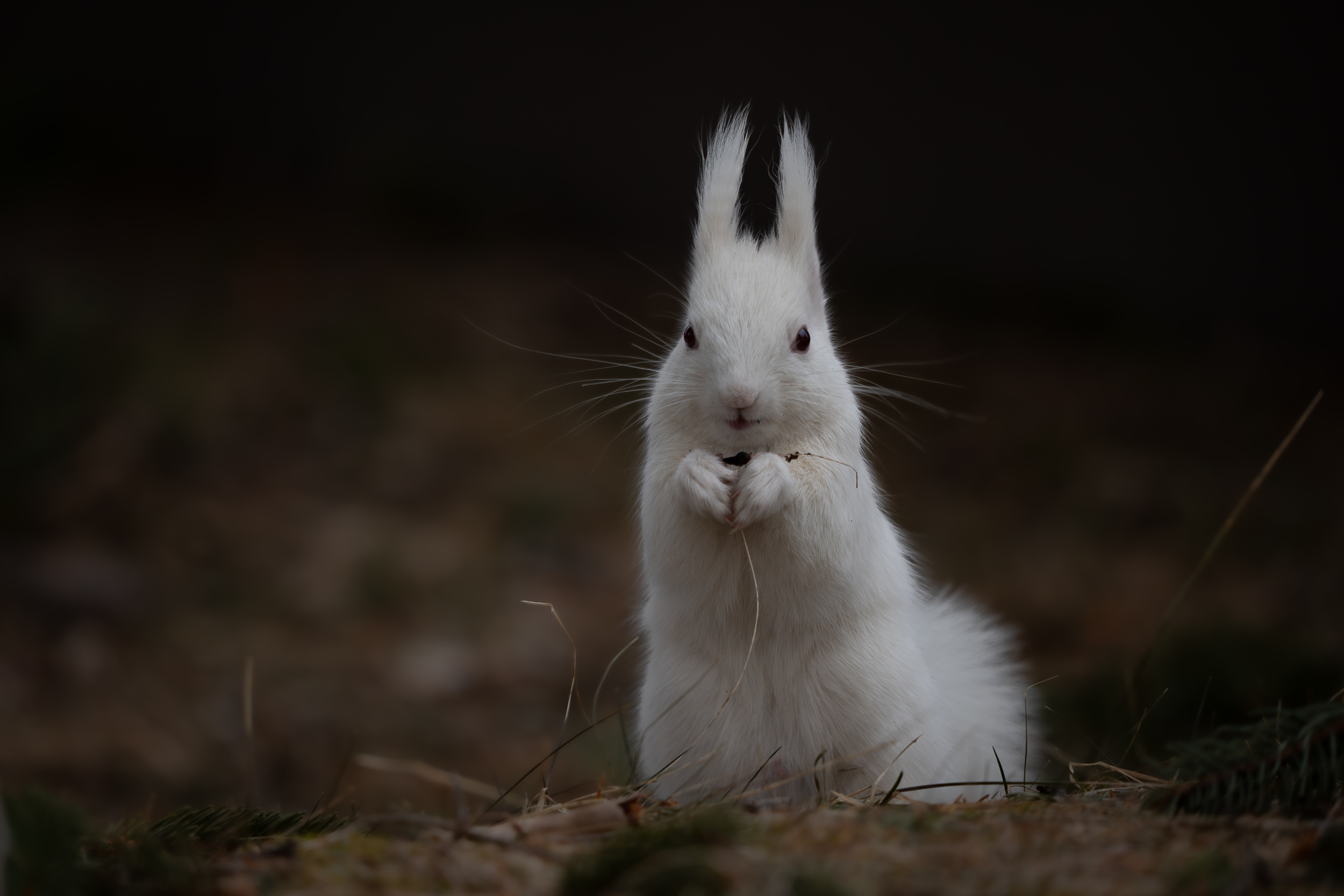 White Silence, Small Hands
