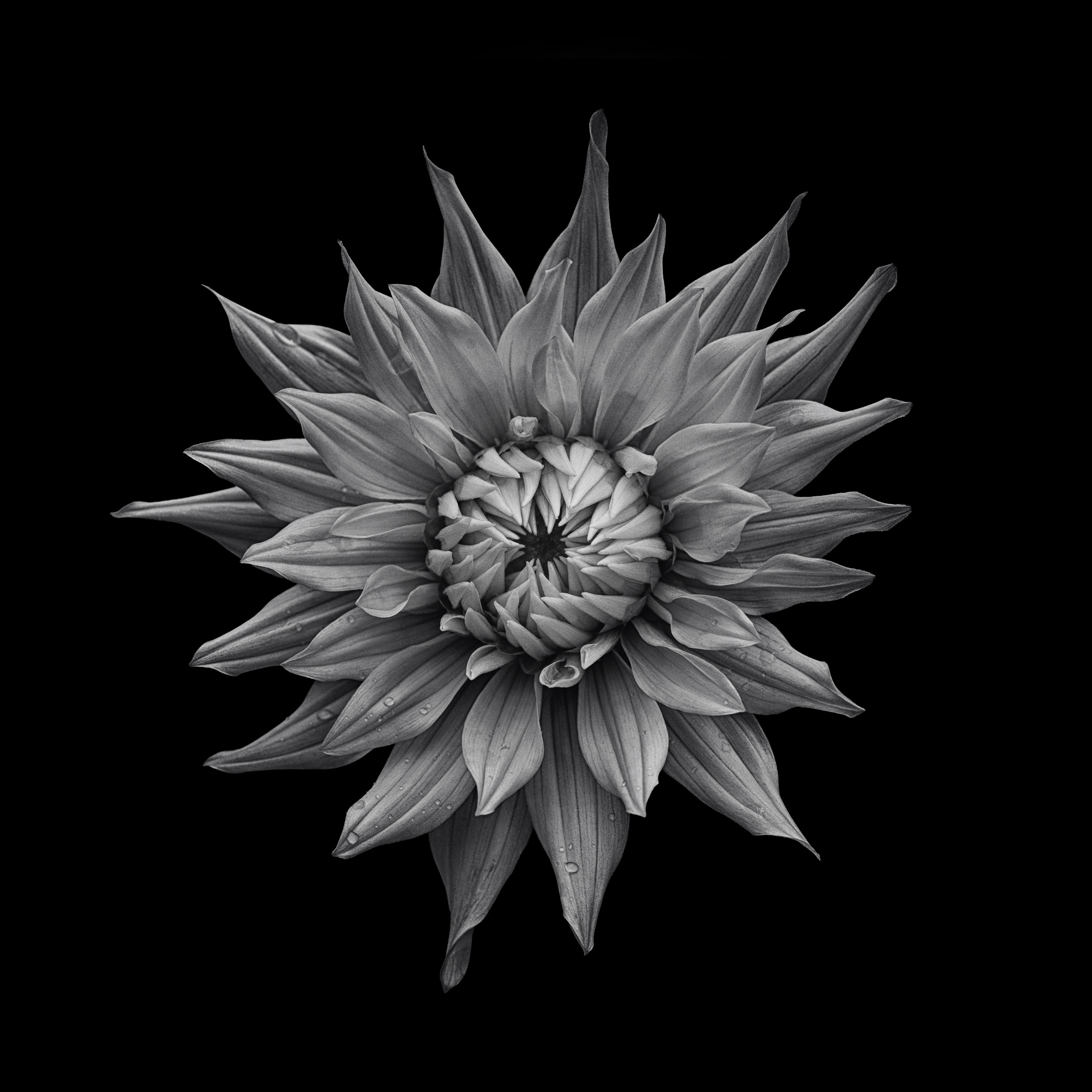 Dahlia
