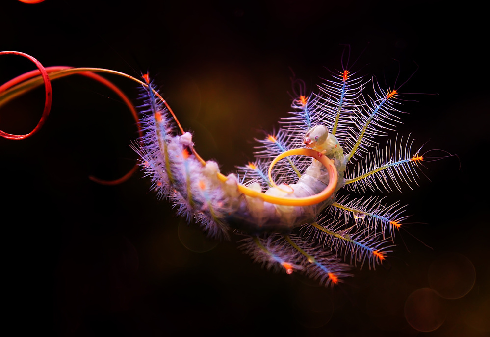 Vibrant Spiky Caterpillar by Abdul Gapur Dayak — canvas wall art