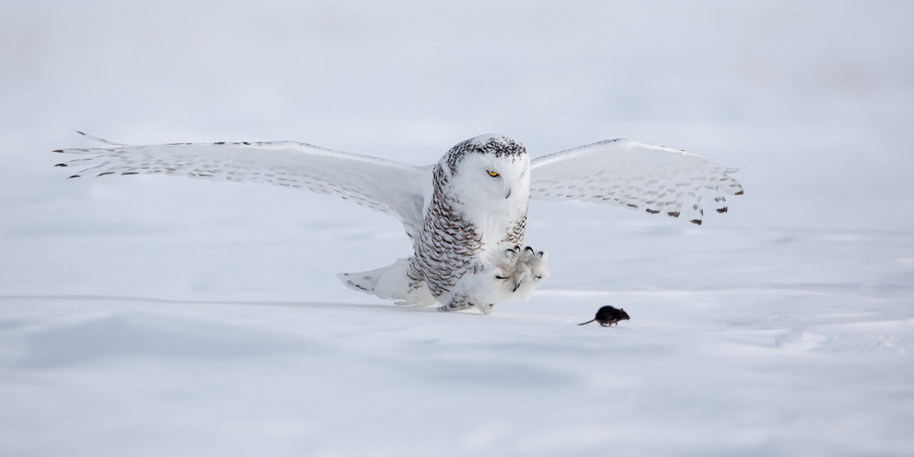 **Snowy Owl Hunt** by Alessandro Catta — canvas wall art
