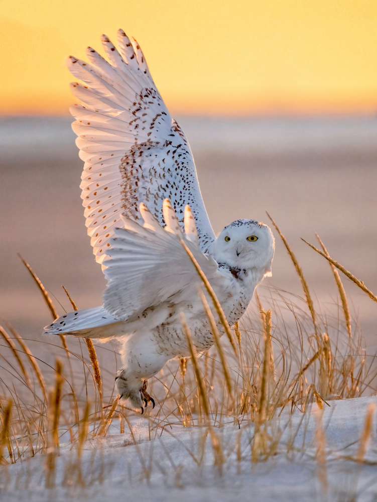 Snowy Owl Golden Flight by Tao Huang — canvas wall art