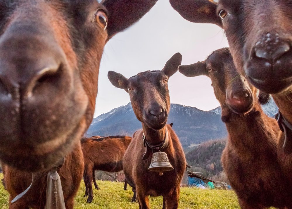 Curious Goats Close Up by Petra Dvorak — canvas wall art