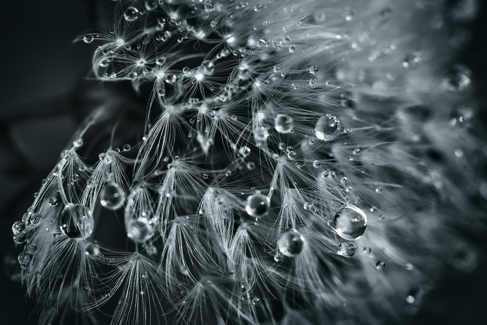 Dewy Dandelion Seeds by Patrick Aurednik — canvas wall art