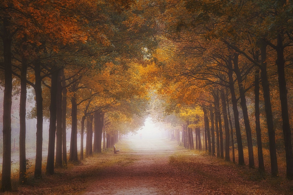 Misty Autumn Tree Tunnel by Saskia Dingemans — canvas wall art