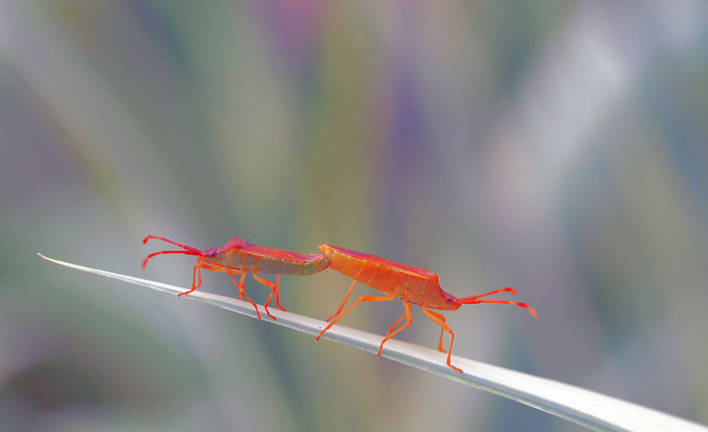 Mating Orange Bugs by Thierry Dufour — canvas wall art