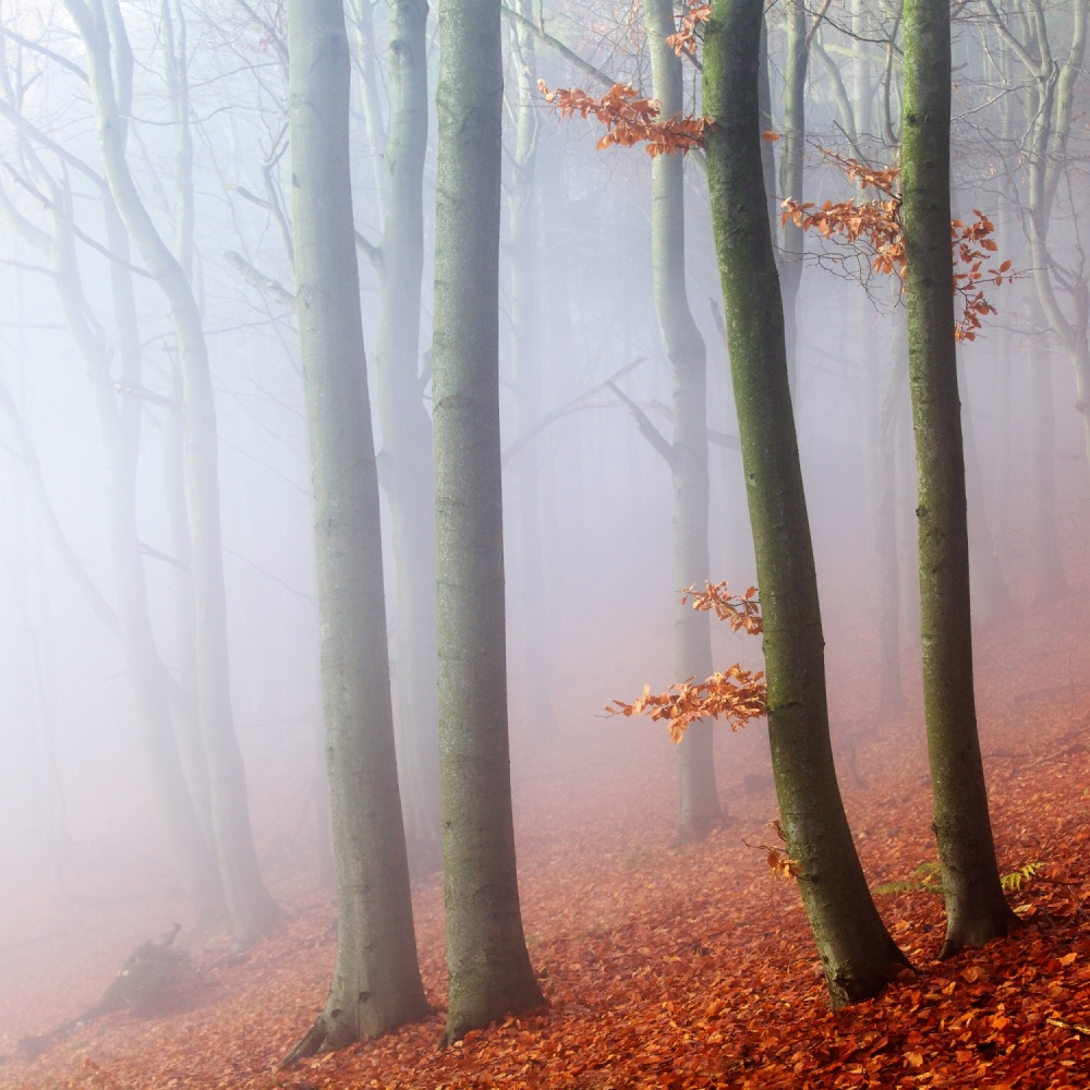Misty Autumn Forest by Martin Rak — canvas wall art