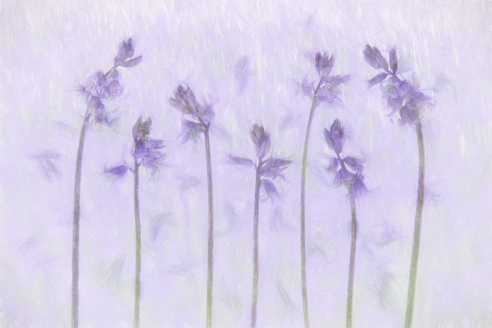 Delicate Purple Flowers by brigitte van krimpen — canvas wall art