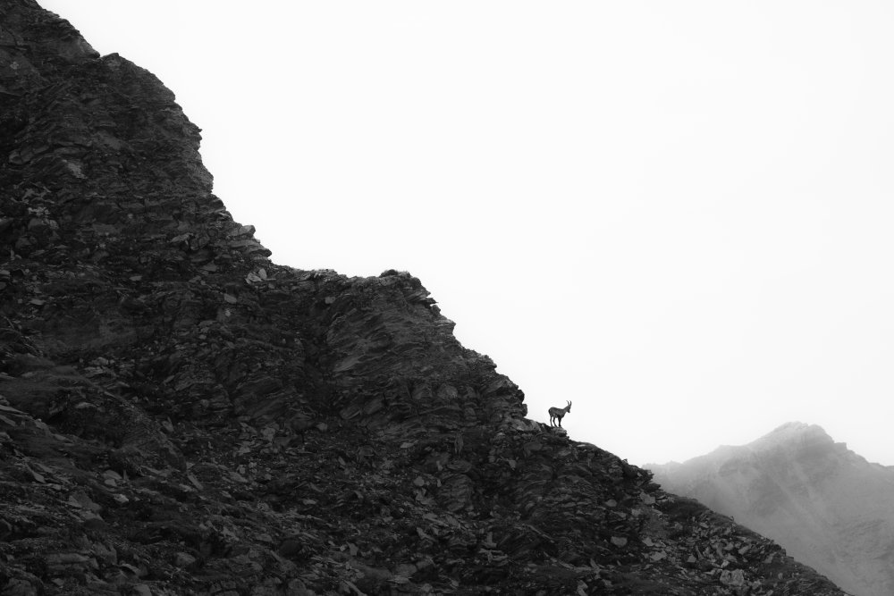 Solitary Mountain Goat by Petra Dvorak — canvas wall art