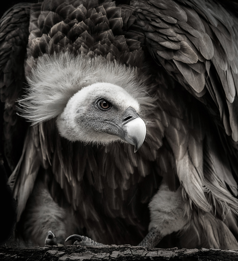 Majestic Vulture Portrait by Chris Coenders — canvas wall art