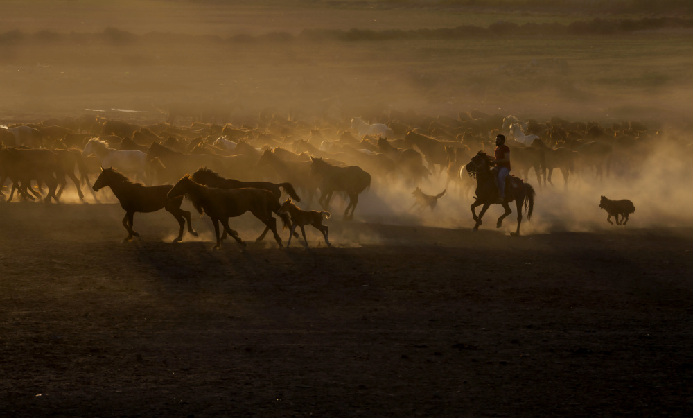 Running Horses Golden Hour by Ramiz Sahin — canvas wall art