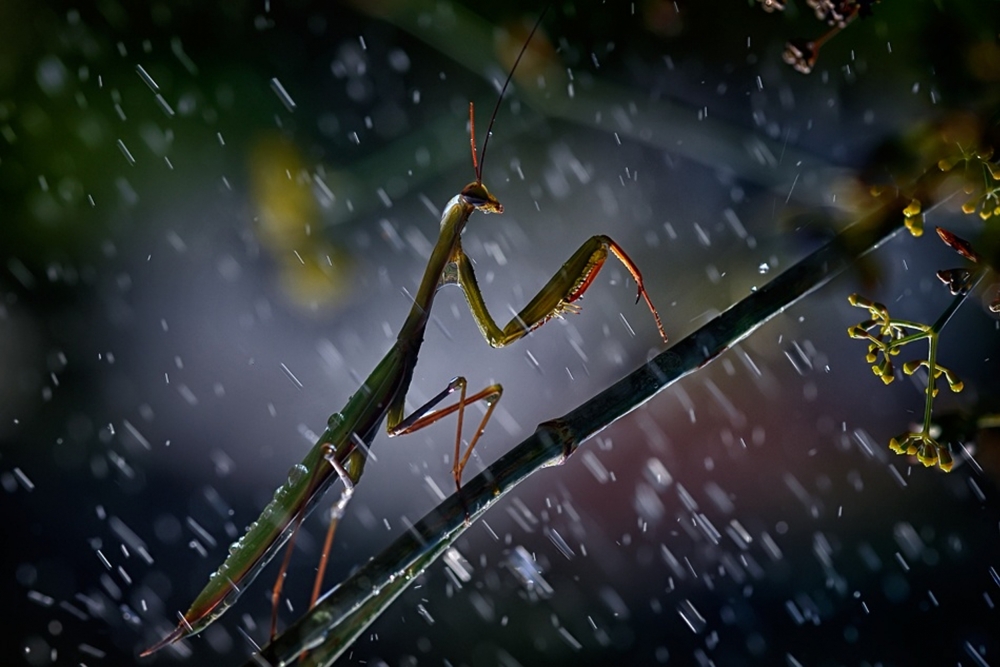 Mantis in the Rain by Antonio Grambone — canvas wall art