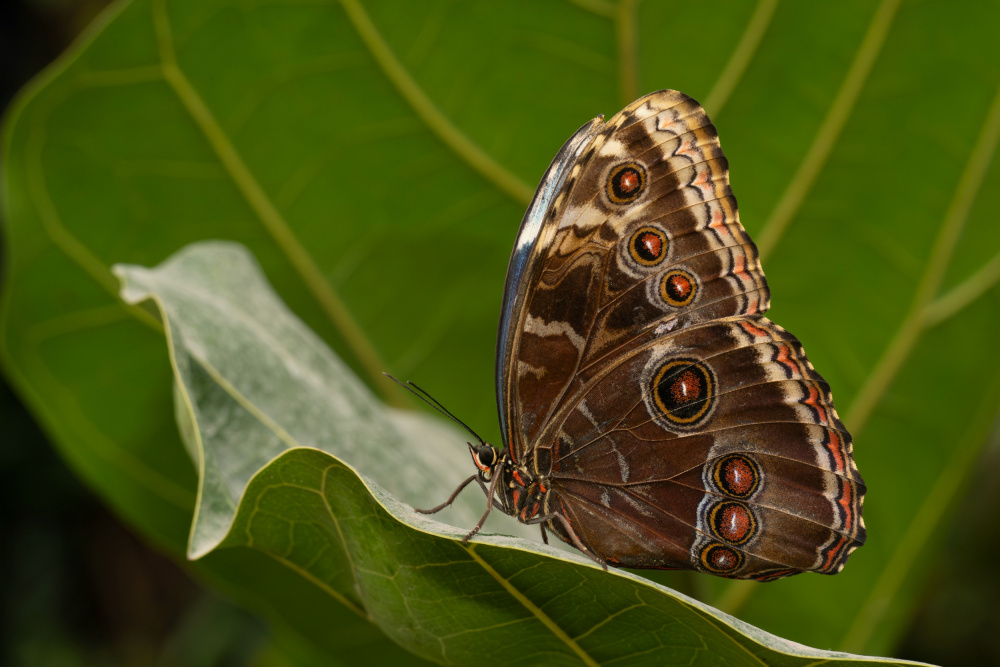 Striking Butterfly on Leaf by Rostislav Kralik — canvas wall art