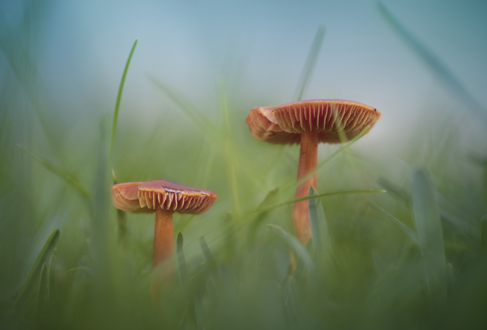 Delicate Woodland Mushrooms by António Bernardino Coelho — canvas wall art