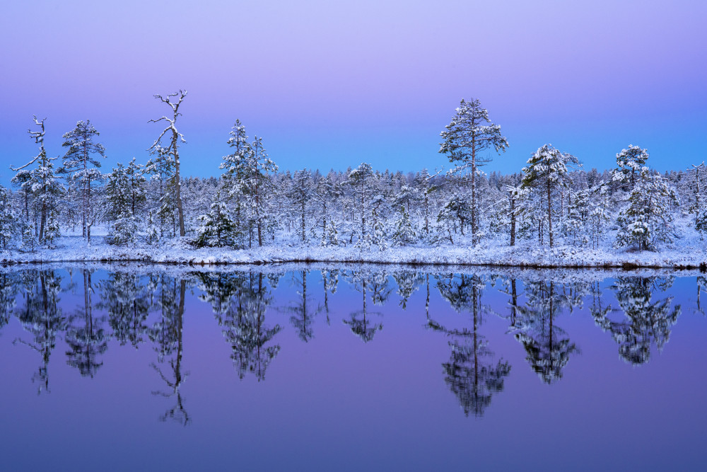 Purple Winter Lake Reflection by Alexey Kharitonov — canvas wall art