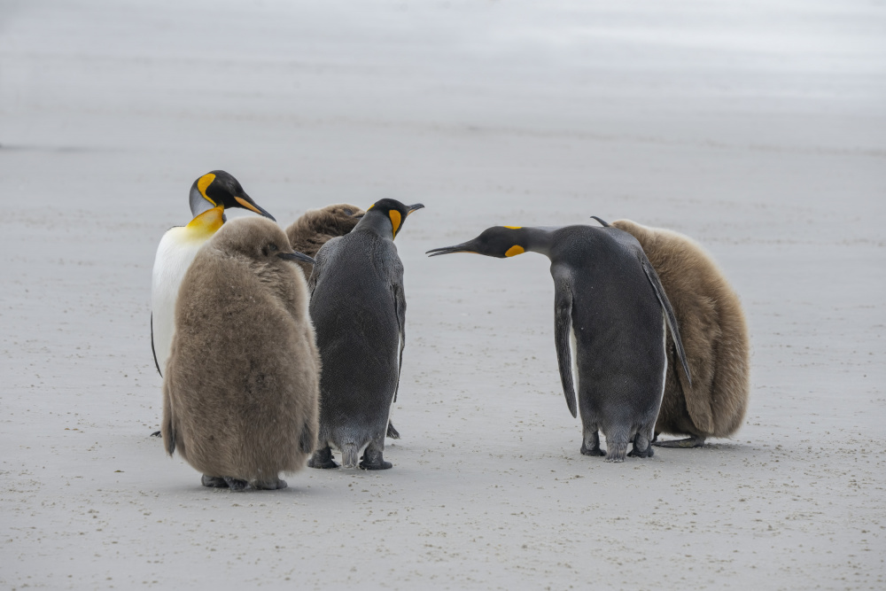 King Penguin Family by Feng Qin — canvas wall art