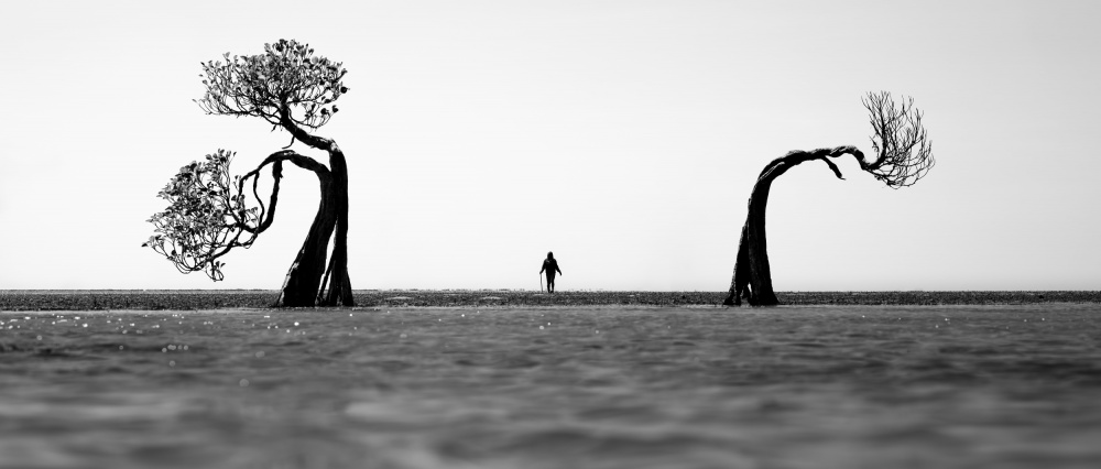Solitary Walk Between Trees by R Suguri — canvas wall art