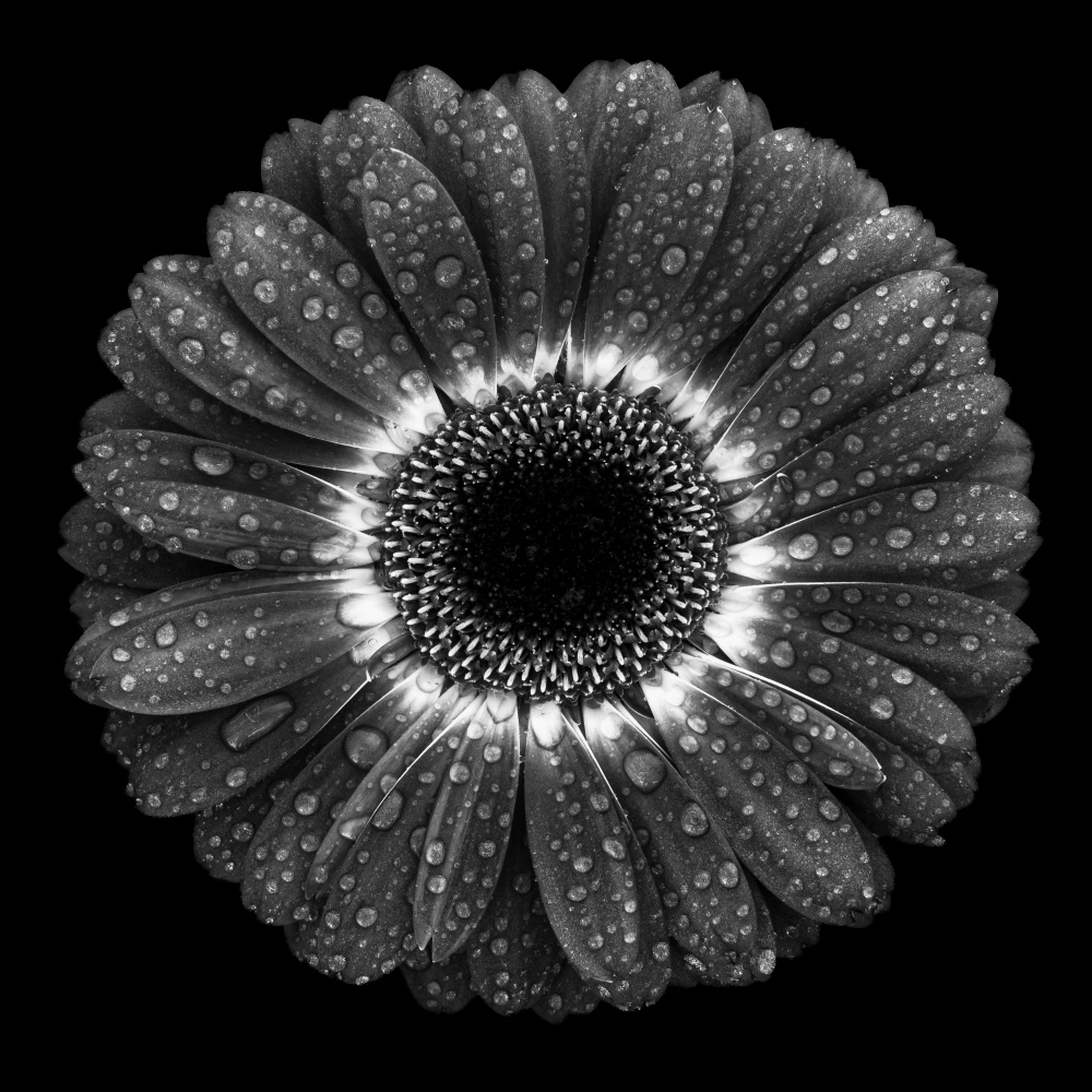 Monochrome Dewdrop Daisy by Milton Mpounas — canvas wall art