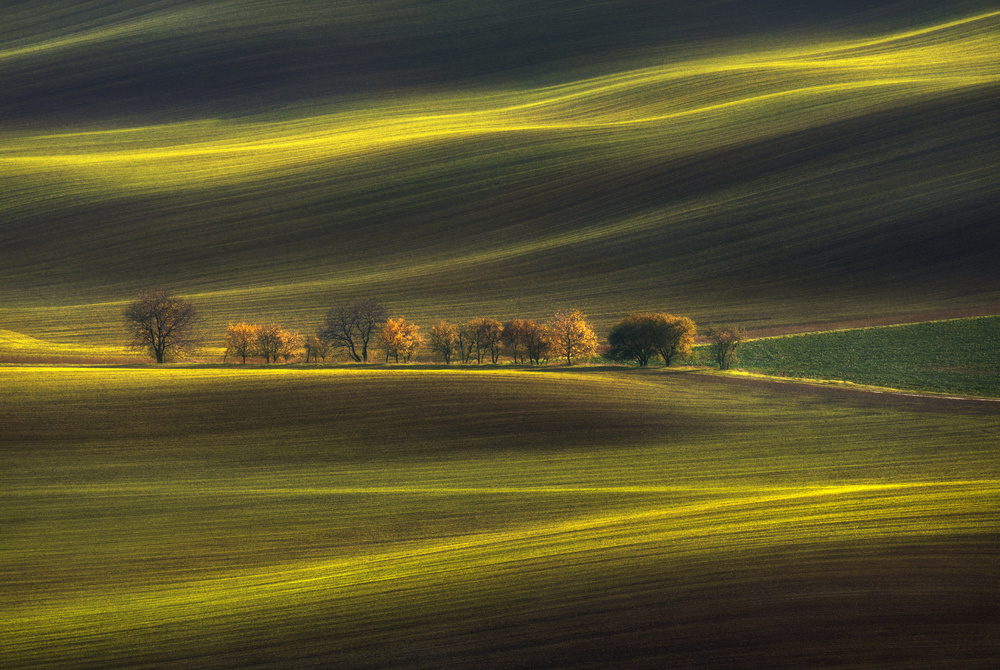 Rolling Golden Fields by Vlad Sokolovsky — canvas wall art