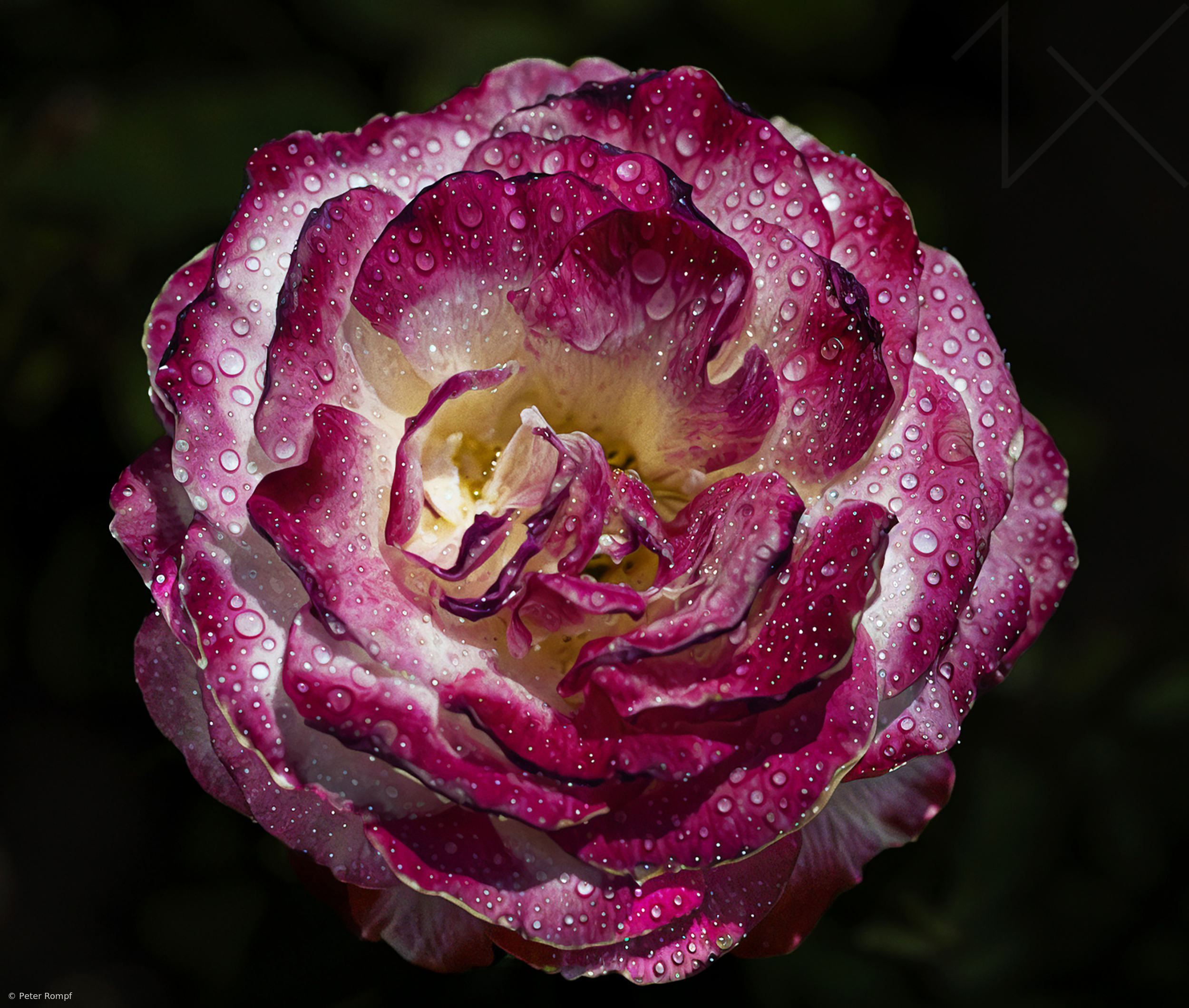 Nature's Beauty