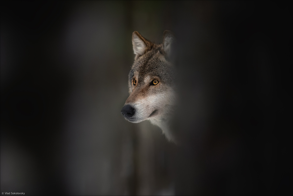 Mysterious Forest Wolf by Vlad Sokolovsky — canvas wall art