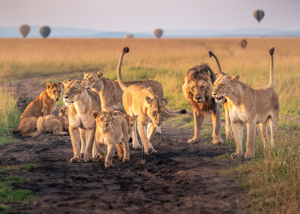 African Lion Family Sunrise by Amro — canvas wall art