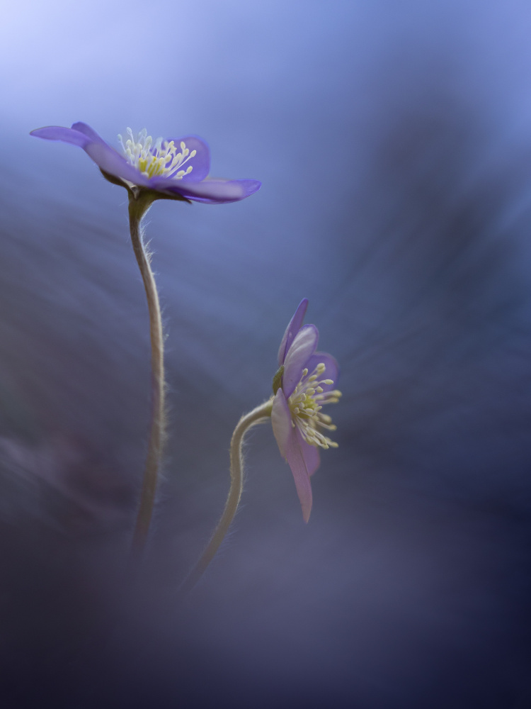 Soft Purple Flowers by Petra Dvorak — canvas wall art