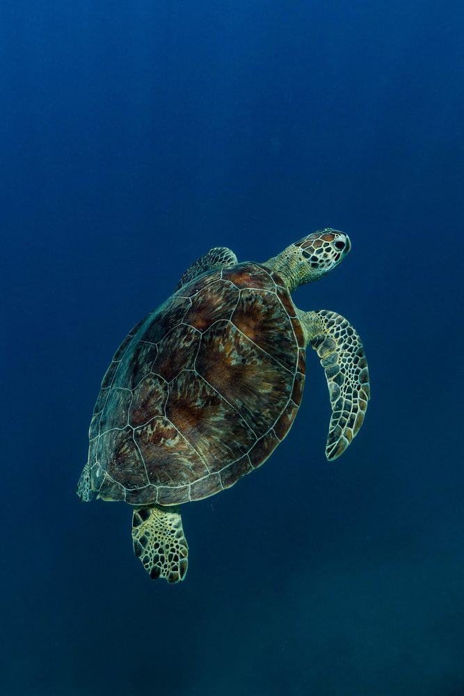 Solitary Sea Turtle by Serge Melesan — canvas wall art