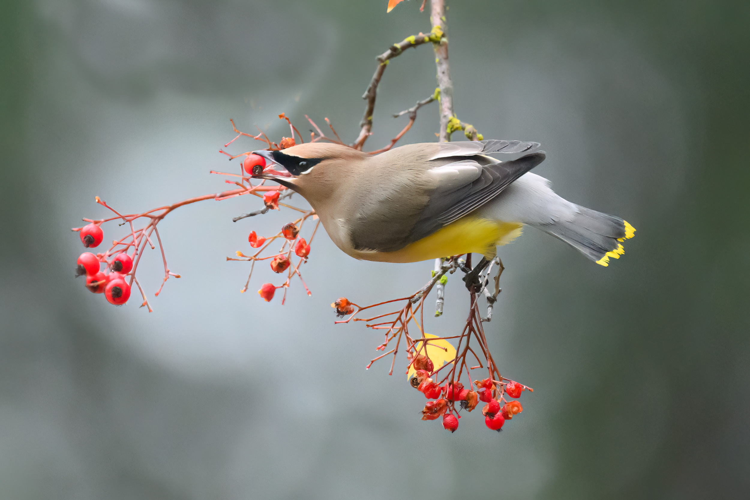 Cedar Waxwing