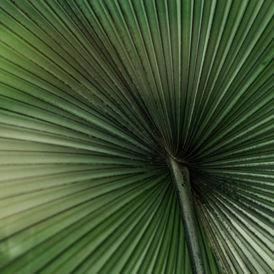Green Palm Leaf