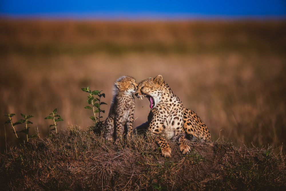 Yawning Cheetah And Cub by Faisal ALnomas — canvas wall art