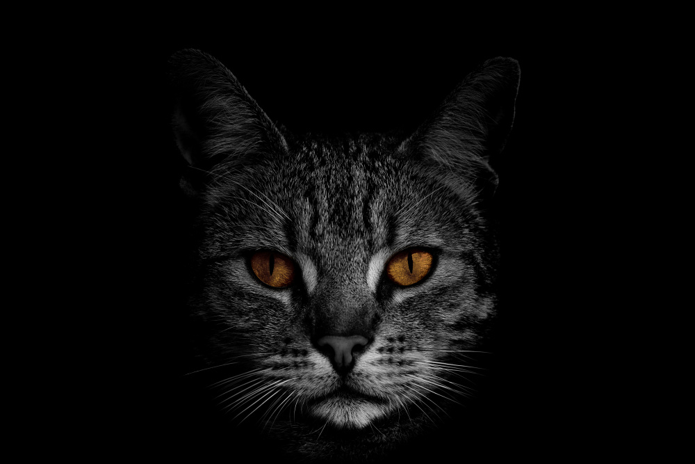Intense Feline Eyes by Peter Schade — canvas wall art