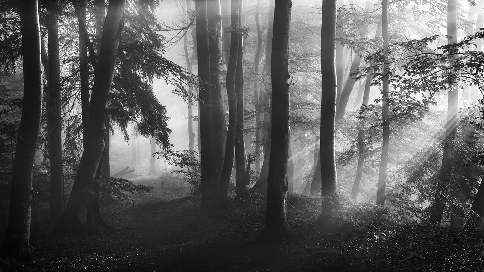 Sunlit Misty Forest by Nina Pauli — canvas wall art